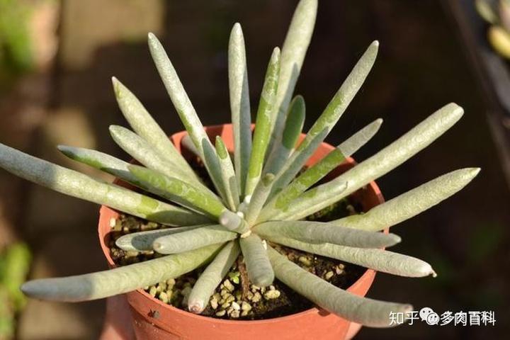 多肉植物菊科千里光属图鉴