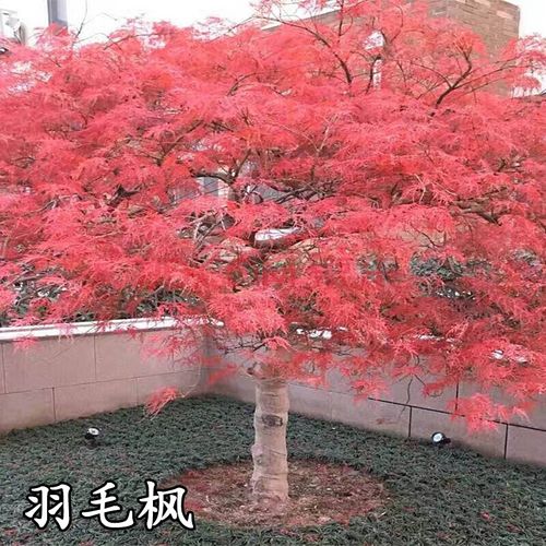 心之顺 羽毛枫树羽枫苗木庭院植物日本红枫苗蝴蝶枫树苗稻叶红羽毛枫