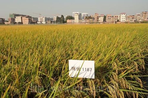 水稻新品种天优2168的特征特性及高产栽培技术