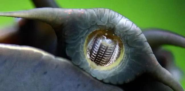 身边冷知识蜗牛的牙齿比鲨鱼的还要多人类智商计算方法