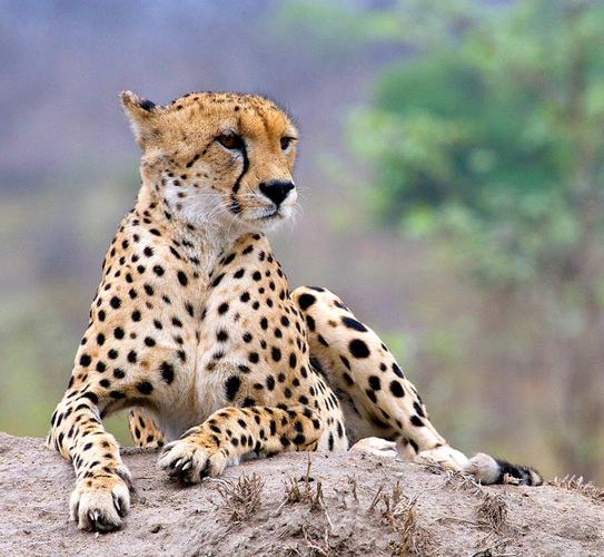  p>猎豹属(学名: i>acinonyx /i>):是哺乳纲食肉目猫科的一属,仅 a