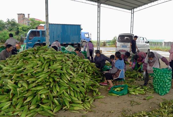大国粮策三夏时节五谷香粮食丰收有保障
