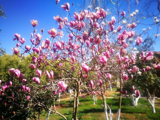 花香四溢 - 美篇