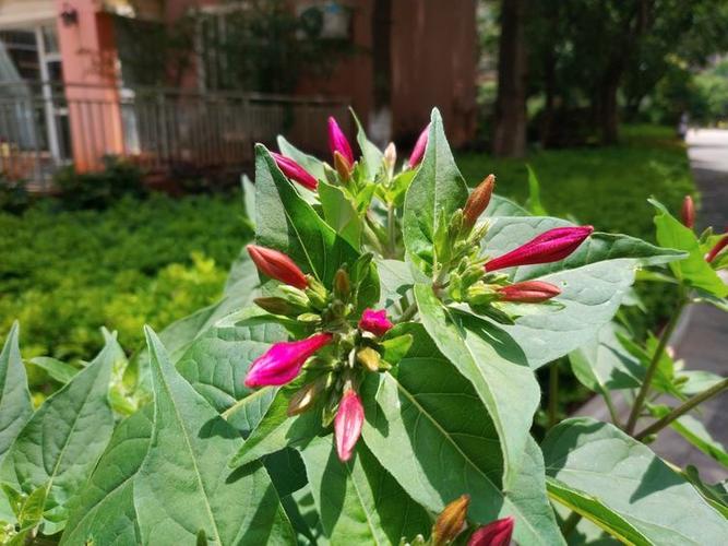 粉葛根,紫茉莉:一种在云南很常见的花草,有童年时代美好的记忆