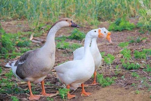的农产品 永远不缺人气 总是被抢购一空 0 9 丢丢乐,抢西瓜,捉尾巴