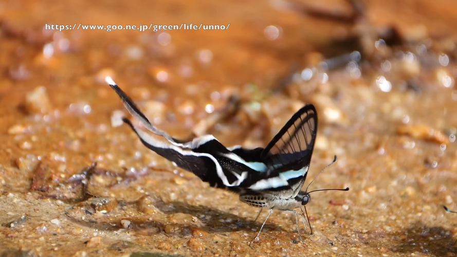 绿带燕凤蝶(アオスソビキアゲハおしっこ green dragon tail peeing)