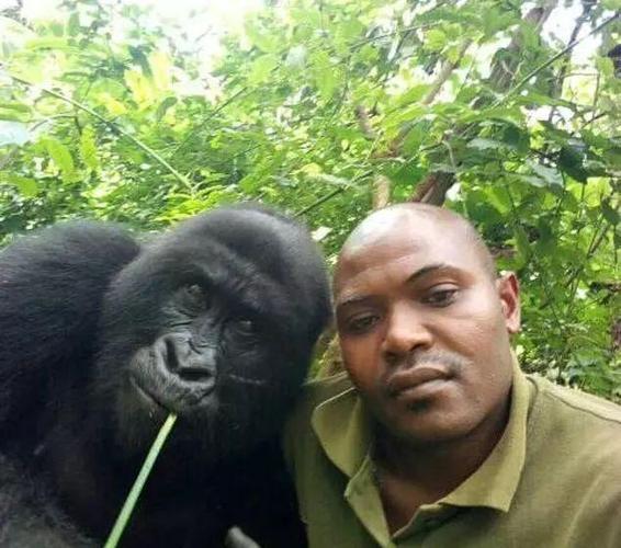 大猩猩自拍照爆红无数网友点赞向守护大自然的英雄致敬