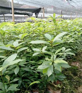 莆田省心的15公分细叶桢楠树苗价格从优