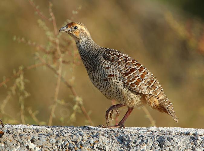环颈鹧鸪