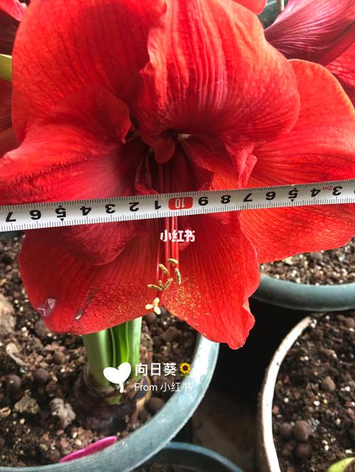 朱顶红～圣诞快乐_秘密花园_我的秘密花园_家居家装