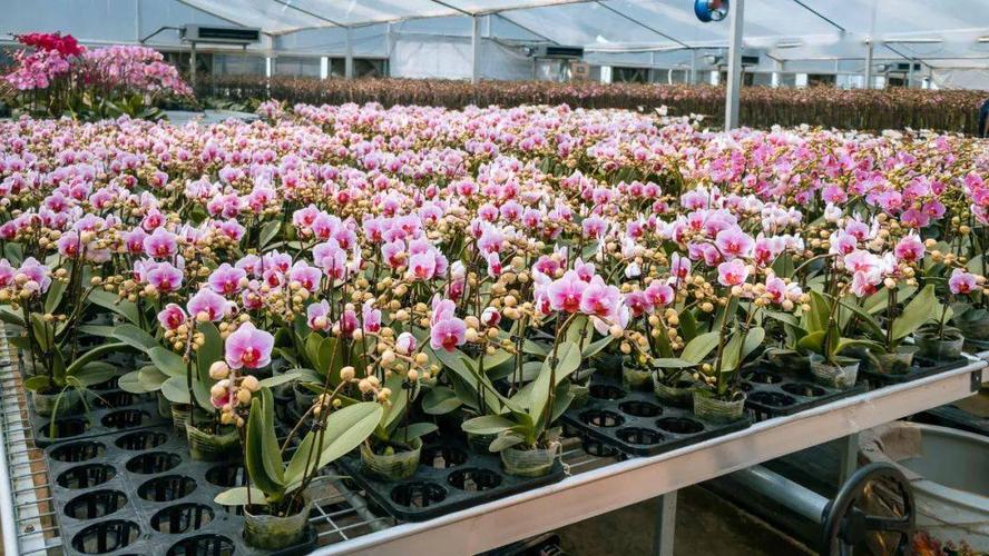 自驾:可以导航到"三鹰园艺"种植场  里水镇: 在里水,大规模种植的年