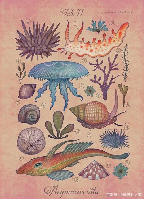 海底世界:超美丽的海洋生物插画