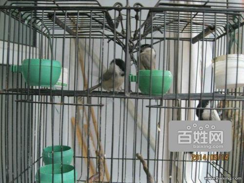 出售邢台红子鸟