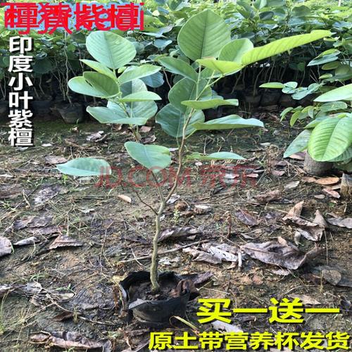 可狄珍稀红木树种檀香紫檀苗 正宗印度小叶紫檀树苗 小叶紫檀30cm-40