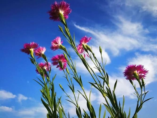 四月海棠花开引八方宾客,五月雏菊绽放金色如海,六月还有什么花可看呢