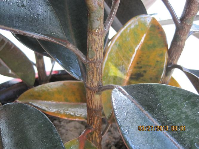 有哪位高手知道我的这株橡皮树下面的叶子黄了,高手帮忙看看