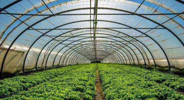 塔城蔬菜冬暖式大棚造价,阳光板温室大棚每平米造价