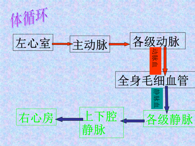 自制血液循环.ppt 15页