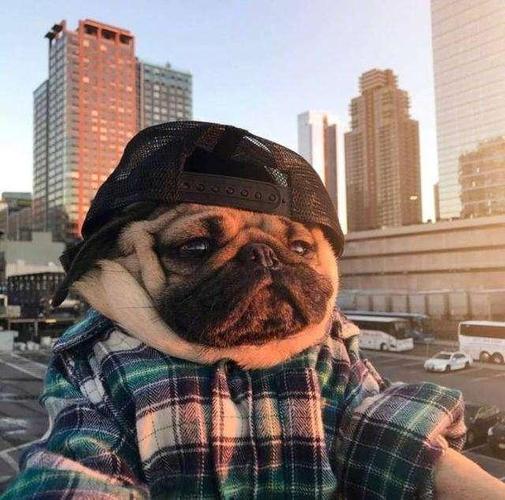 "鼠你最难忘"—丑萌肥丑萌肥的巴哥犬