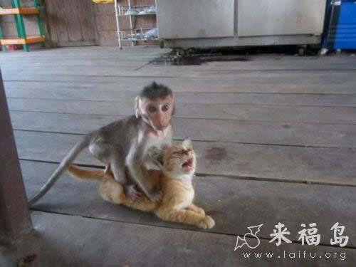 小猴子竟然敢欺负小猫咪