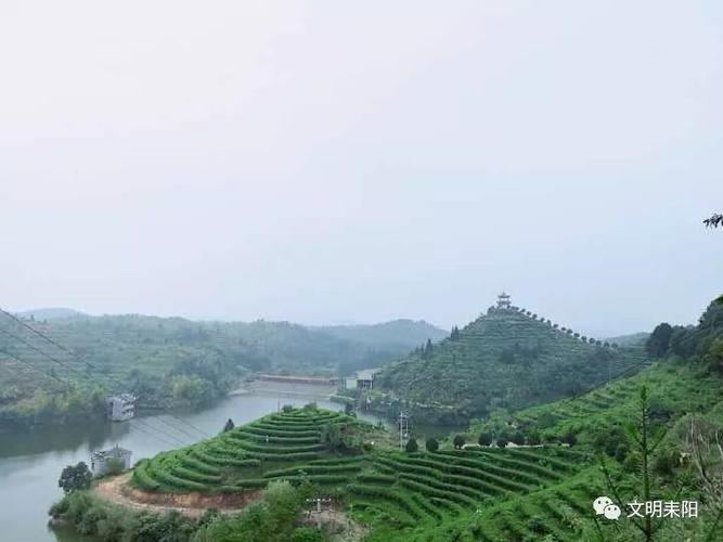 【"质量月"系列报道】江头贡茶:用心做好有机茶