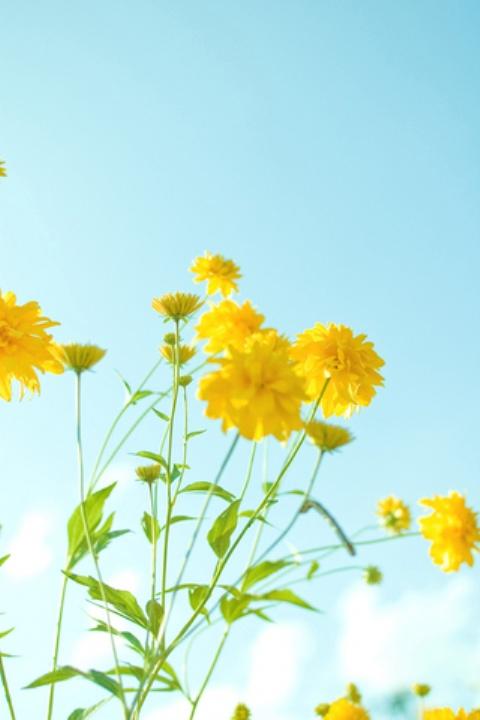 自然清新手机壁纸