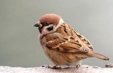 麻雀长得什么样