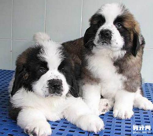 圣伯纳犬小时候也很萌啊,真是没想到呀