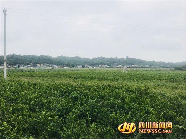 又香又白人人夸……"10月的乐山市犍为县清溪镇灌引村,虽然茉莉花已