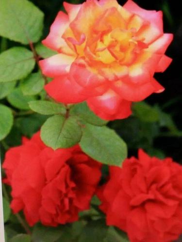 永安市贝贝星幼儿园小三班小梵高创意美术——《东厅月季》