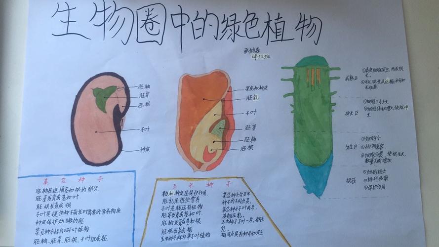 科尔沁实验初中2020级13班第二期生物手抄报作品展