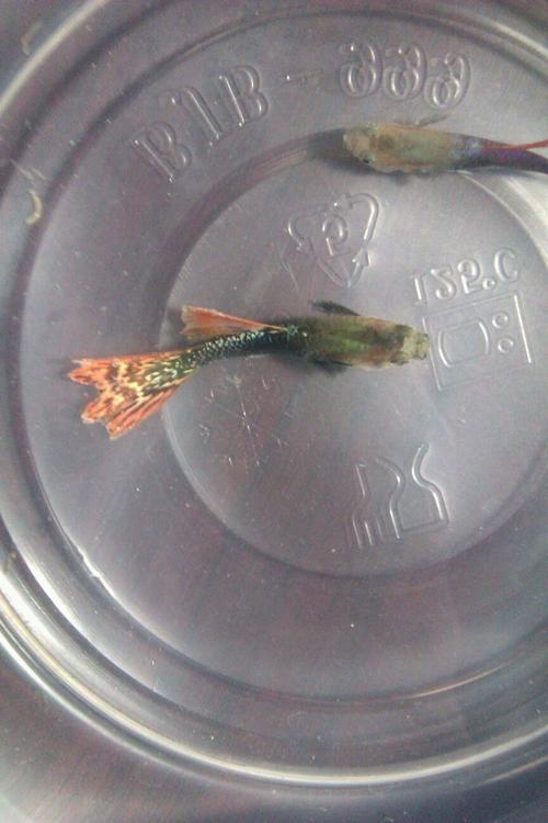 孔雀鱼烂尾 都已经因为这个死了好几条鱼了! 求帮助啊!