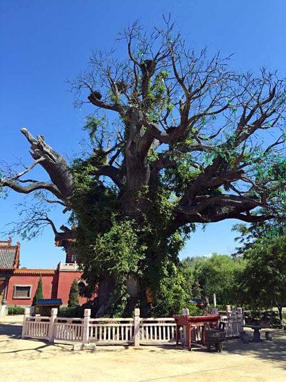 山西洪洞大槐树(八)