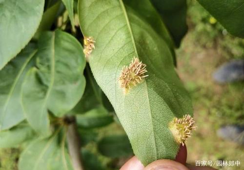 海棠锈病,园林植保圈的知名网红,到底该如何去防,如何