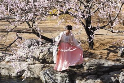 昨日,植物园山桃花溪景区,身穿汉服的游客在山桃花树下拍照.