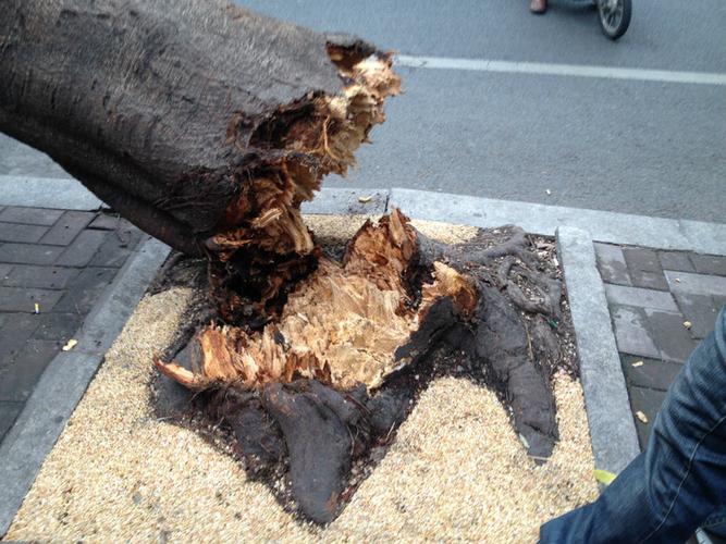 路边大树忽然倒下 (手机拍摄)