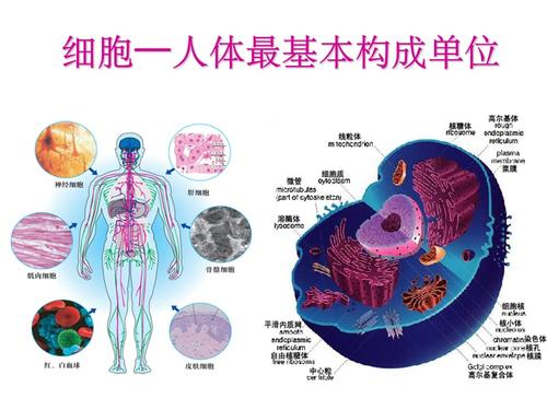 细胞健康与人体健ppt课件
