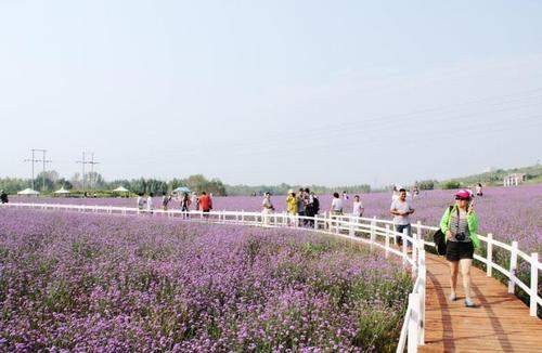 镇平遮山(紫海香田)薰衣草庄园