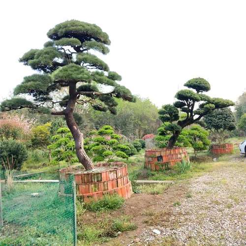 山东庭院植物造型黑松报价