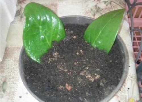 金钱树怎么繁殖,金钱树扦插方法图解