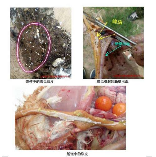 教你认识鸡绦虫