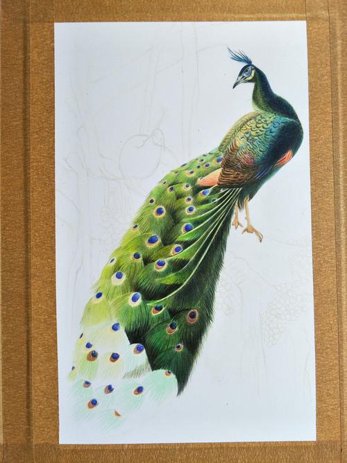 孔雀|纯艺术|彩铅|卢公子 - 原创作品 - 站酷 (zcool)