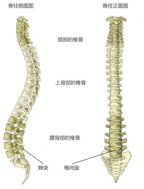 脊柱侧面图 脊柱正面图颈部的椎骨上背部的椎骨腰背部的椎骨棘突 椎间