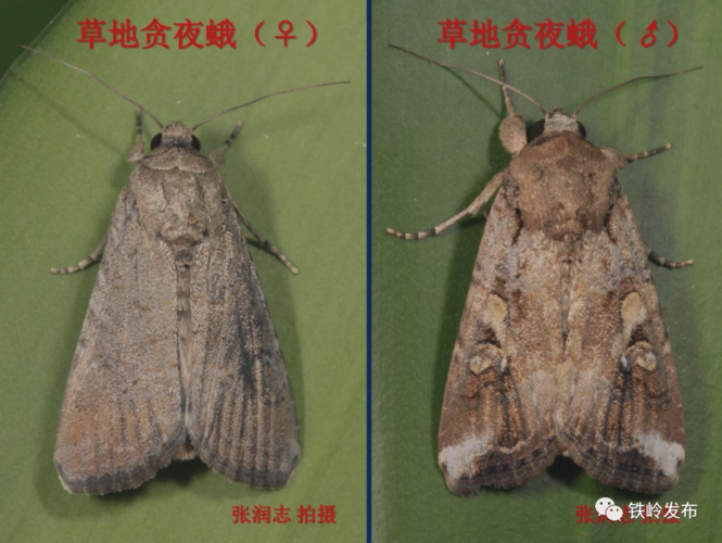 草地贪夜蛾,哪里逃!铁岭已为你布下"天网"