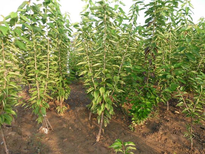 自育南北方可种植的各种大樱桃苗车厘子樱桃