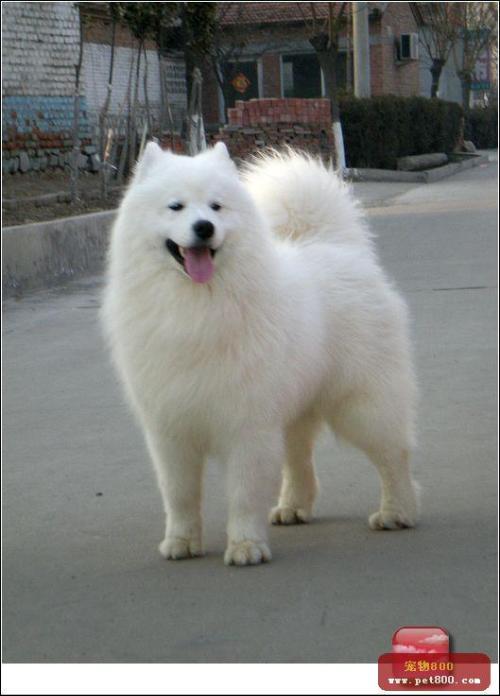 很大的那种纯白色的狗狗叫什么啊?