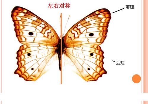 看一看蝴蝶的外形吧