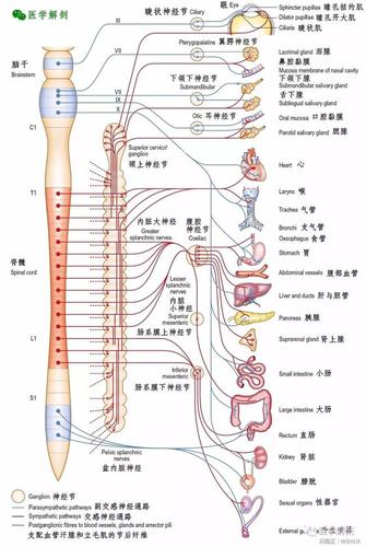 周围神经系统自主神经系统概述
