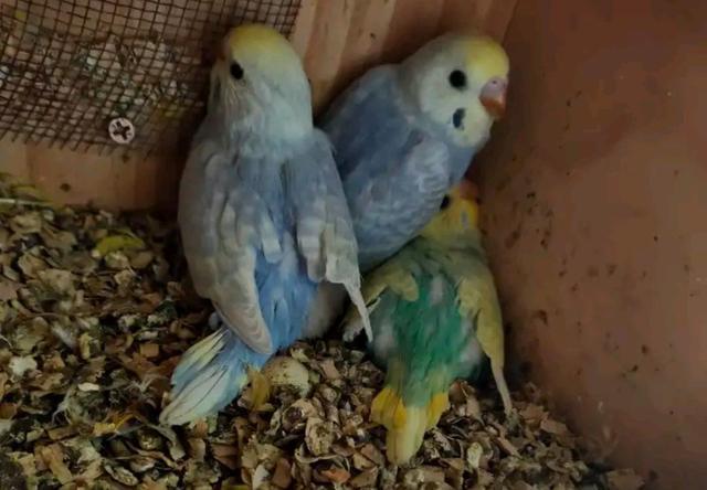 为何很多自家配对繁殖的虎皮鹦鹉雏鸟会出现颜色上的