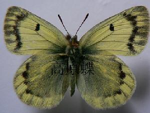 豆粉蝶属